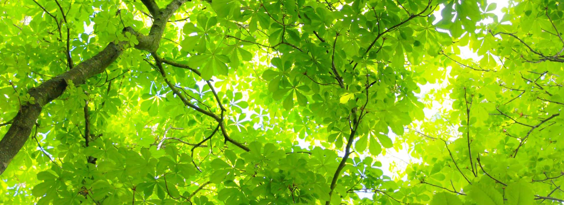 Formica Group Sustainability