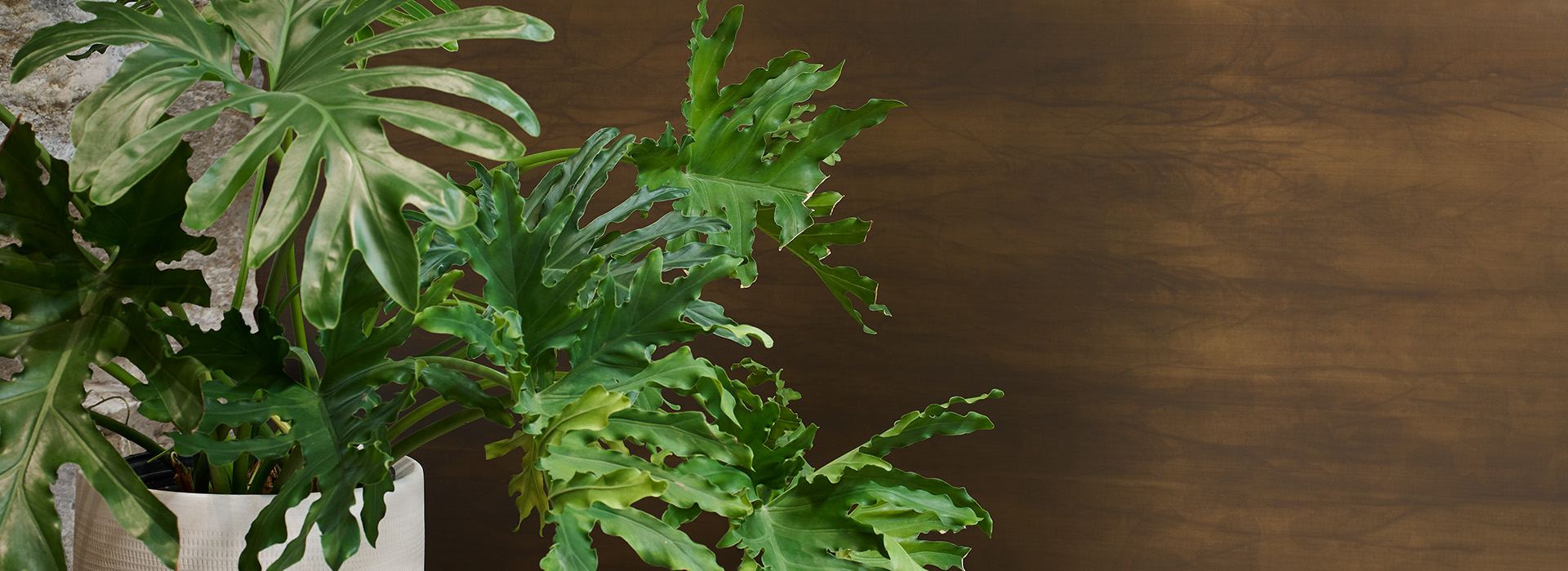 House plant M8547 Oxibronze DecoMetal