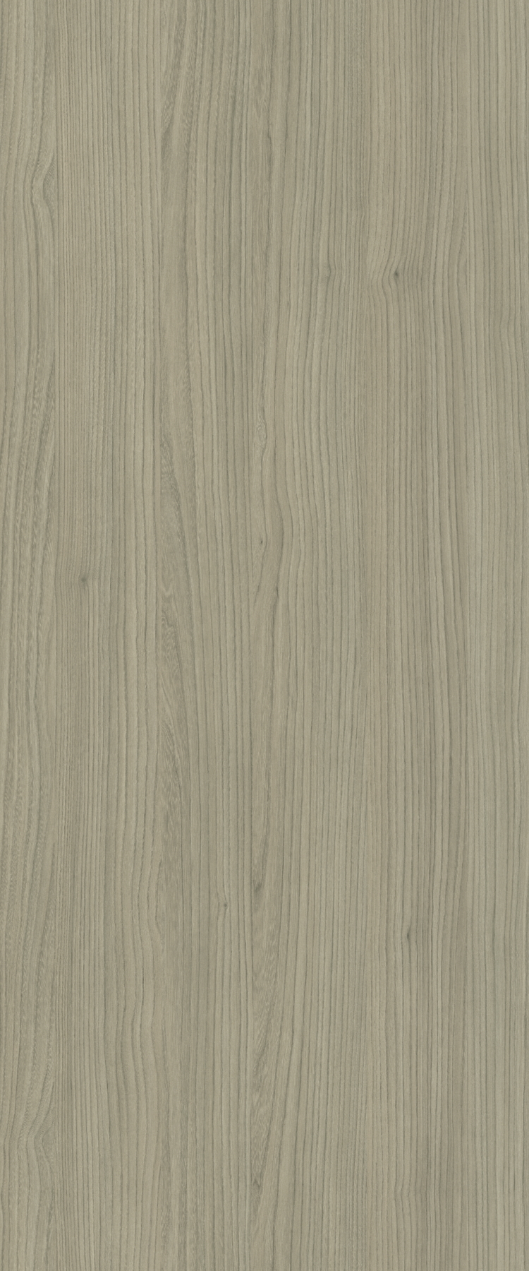 J5655 Olmo grigio -