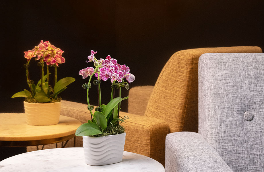 Glass.Mapper.Sc.Fields.Image?.Alt