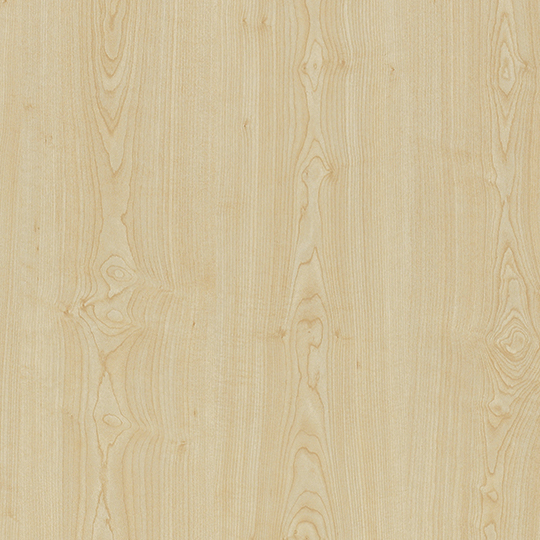 Sand Maple