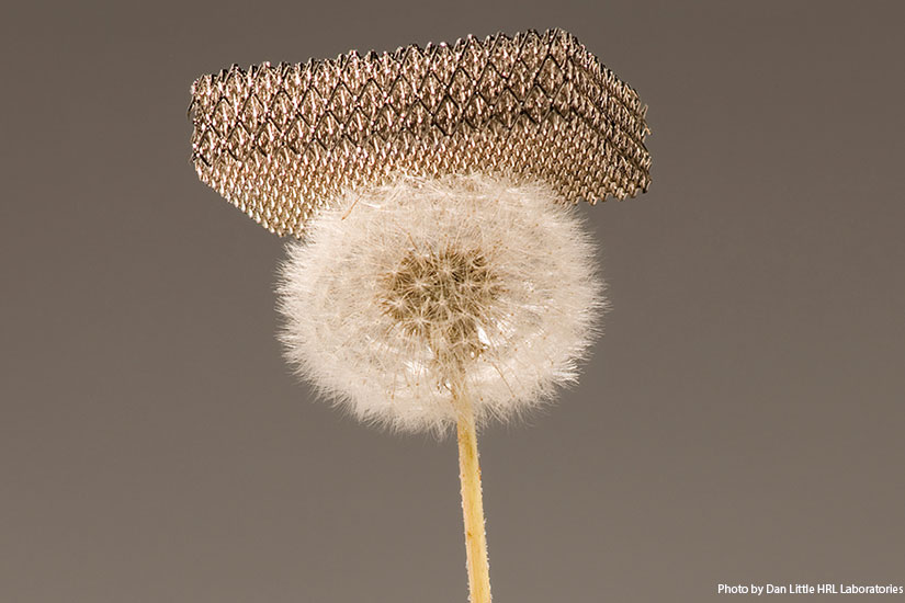 Dandelion 825x550