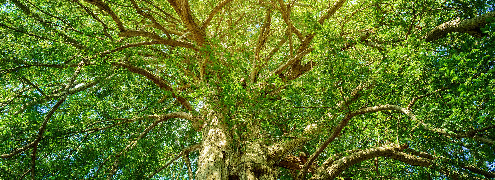 Carbon Reduction