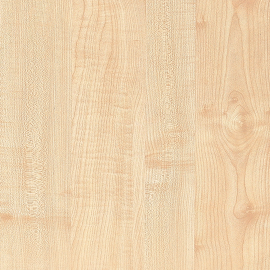 Manitoba Maple